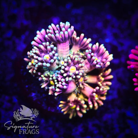 Sherbet Explosion Goni