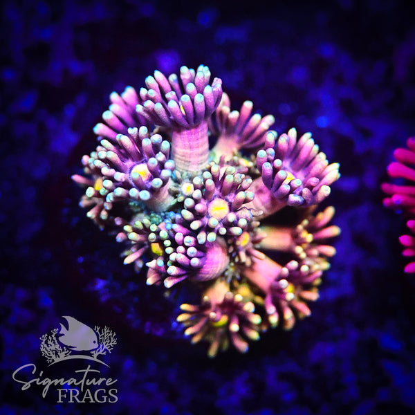 Sherbet Explosion Goni