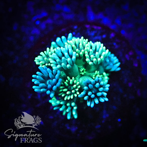 Mottled Green Blue Goni