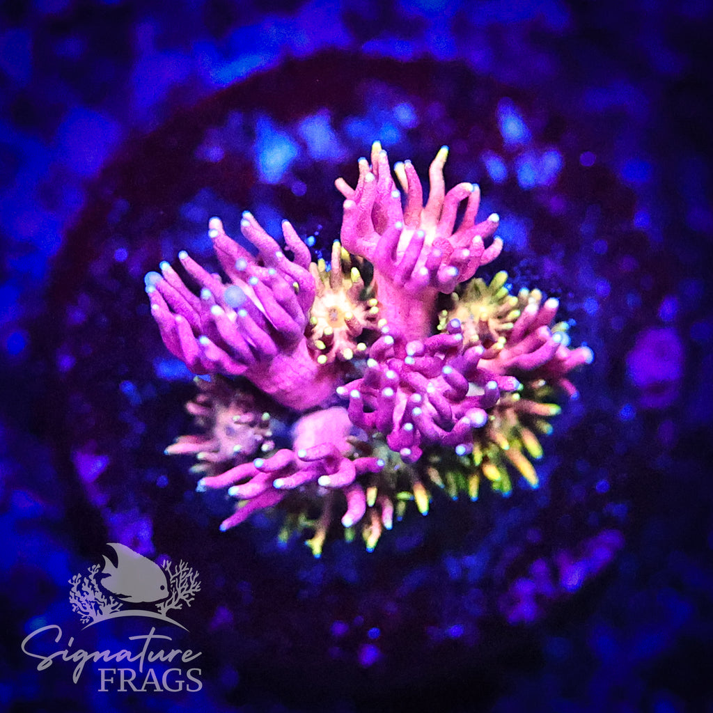 Unicorn Rainbow Goni