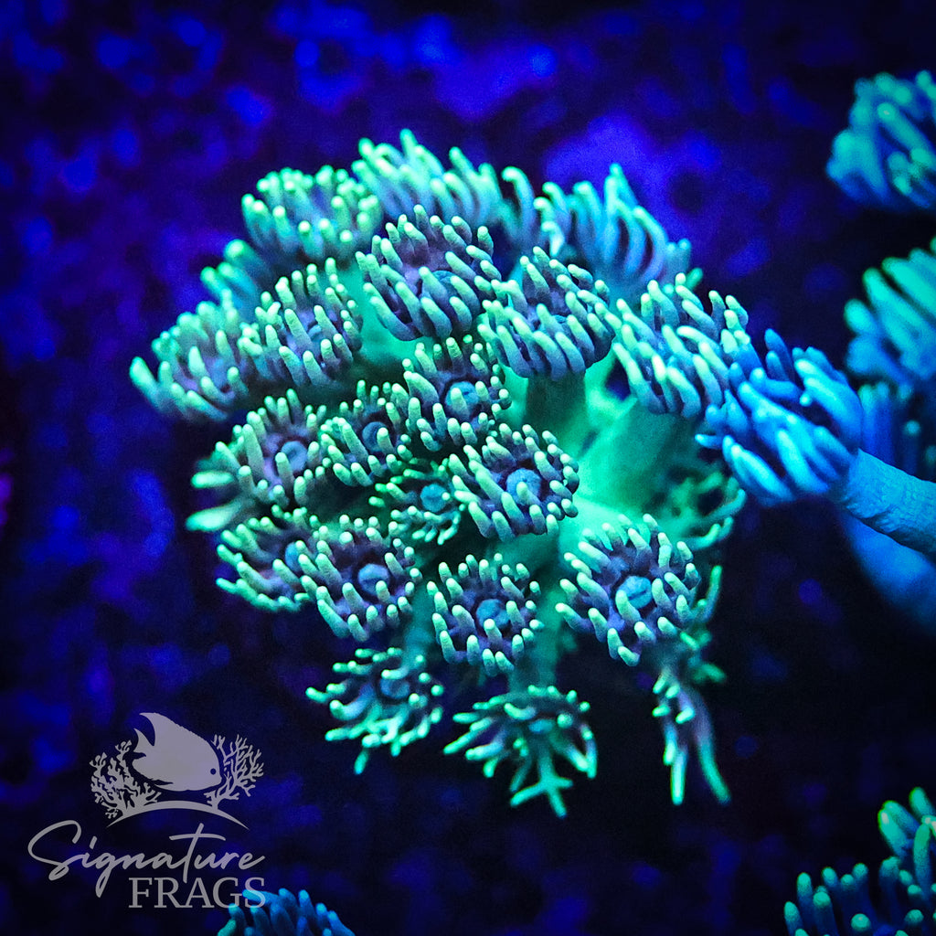 Blue Eyed Green Goni