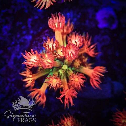 Fake Amazeballz Goniopora