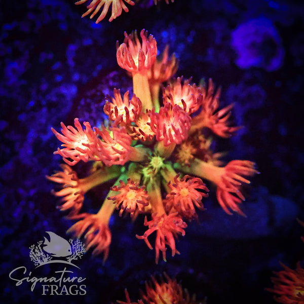 Fake Amazeballz Goniopora