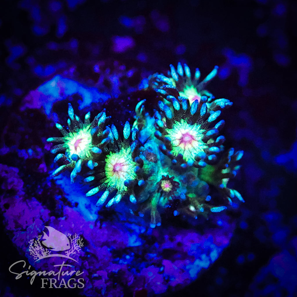 Yellow Mouth Glitter Goni