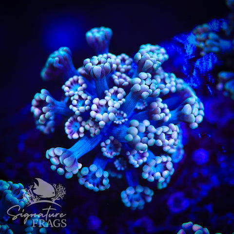 Hologram Pink Lash Alveopora