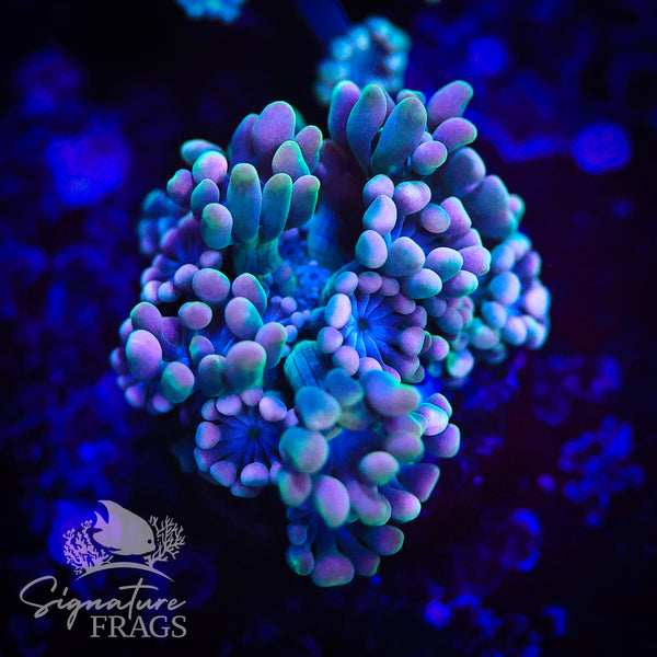 Hologram Pink Lash Alveopora