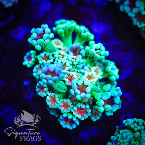 Ultra Orange Eye Green Alveopora