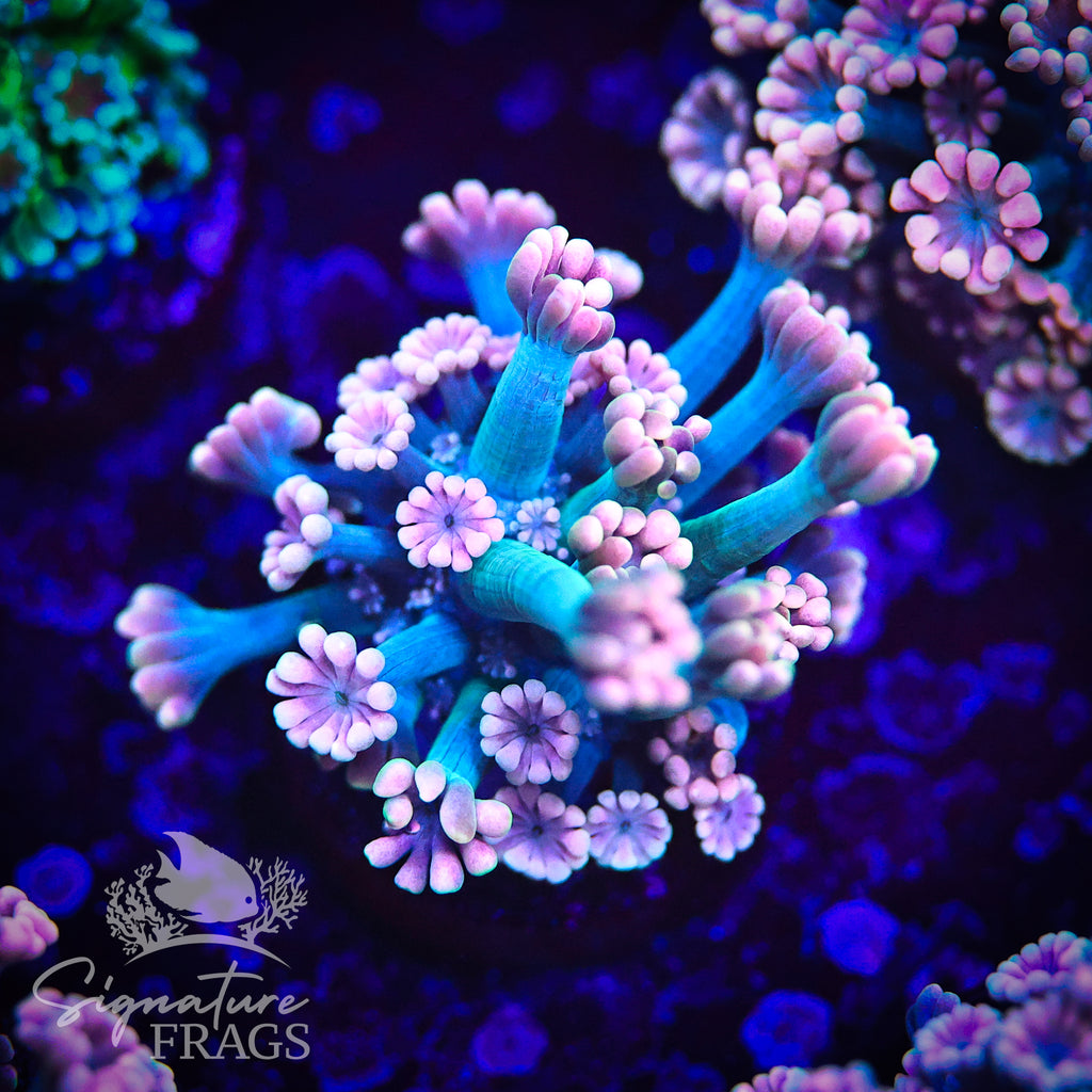 Pink Lash Green Stem Alveopora