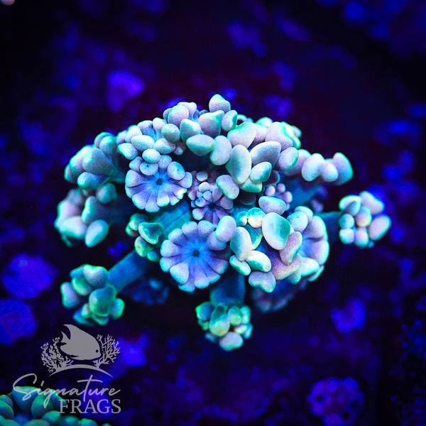 Pastel Rainbow Lash Alveopora