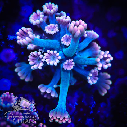 Pink Lash Blue Stem Alveopora