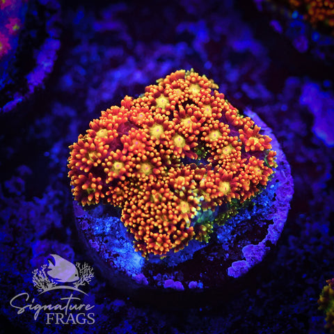 Rainbow Dwarf Goni