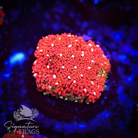 Yellow Eye Red Dwarf Goni