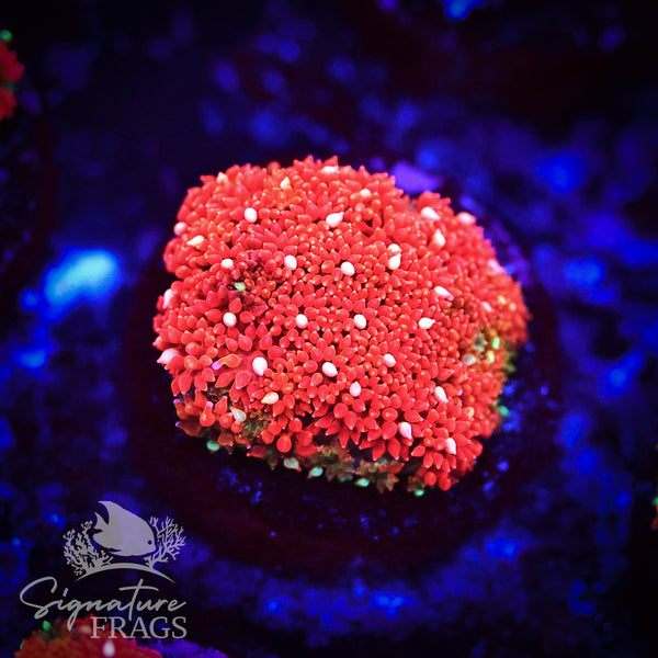 Yellow Eye Red Dwarf Goni