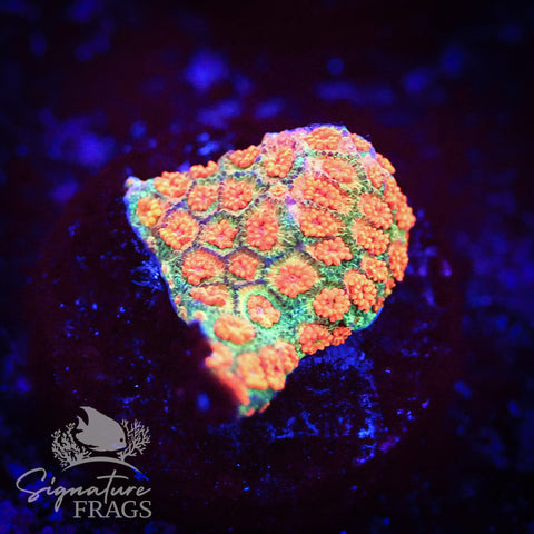 Bright Orange Lash Dwarf Goni