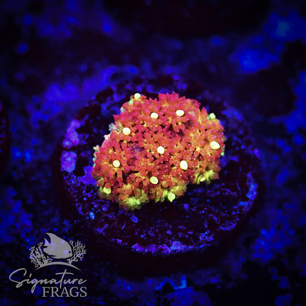 Burnt Orange Dwarf Goni