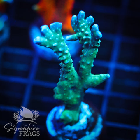 Blue/Teal Anacropora
