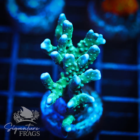 Blue/Teal Anacropora