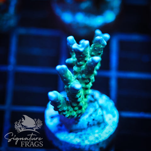 Blue/Teal Anacropora