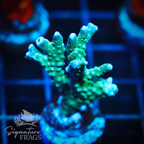 Blue/Teal Anacropora