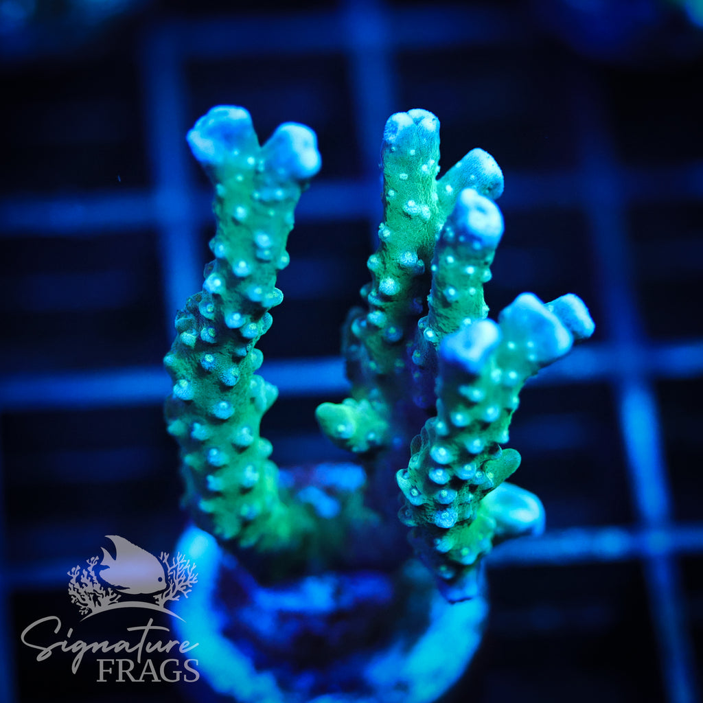 Blue/Teal Anacropora