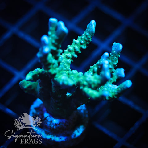Blue/Teal Anacropora