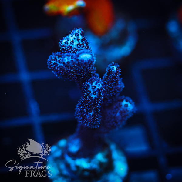 Paradise Pocillopora