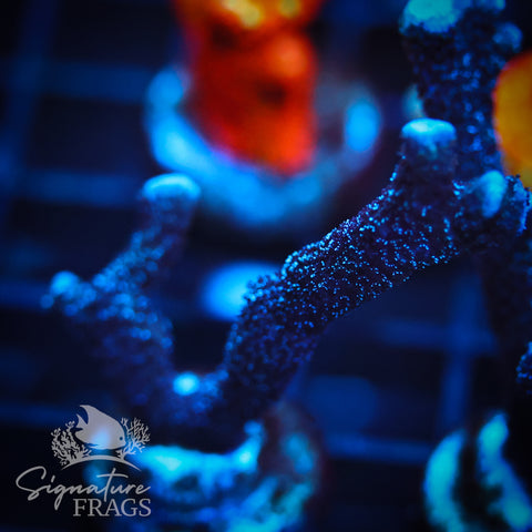 German Blue Polyp Digi