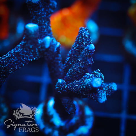 German Blue Polyp Digi