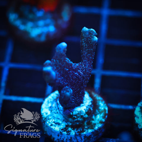 German Blue Polyp Digi
