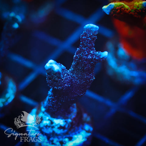 German Blue Polyp Digi