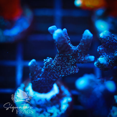 German Blue Polyp Digi