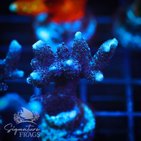 German Blue Polyp Digi