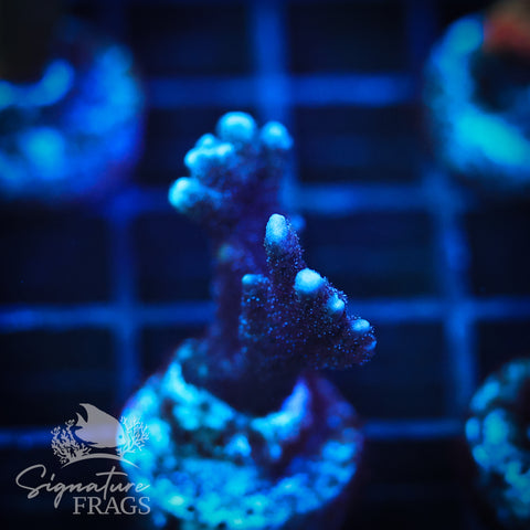 German Blue Polyp Digi