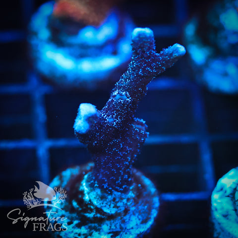 German Blue Polyp Digi