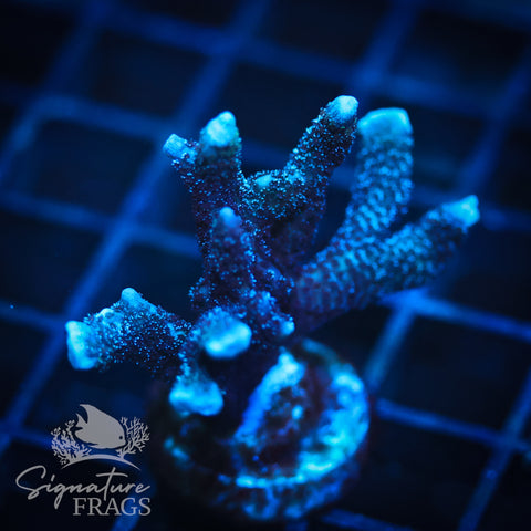 German Blue Polyp Digi