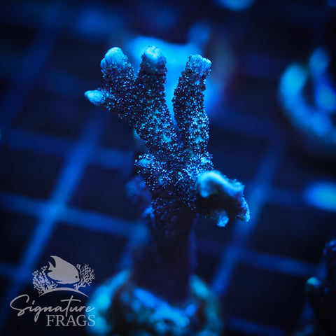 German Blue Polyp Digi