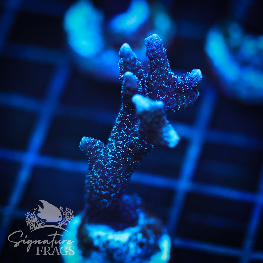 German Blue Polyp Digi