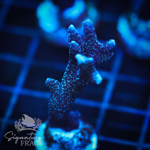 German Blue Polyp Digi