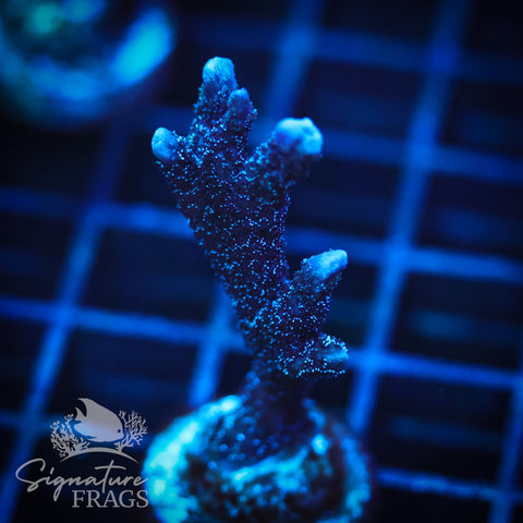 German Blue Polyp Digi