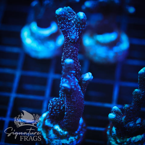 German Blue Polyp Digi