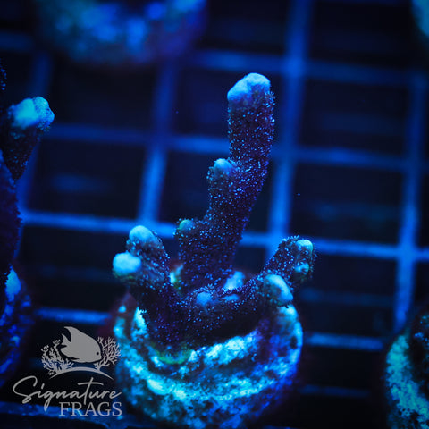 German Blue Polyp Digi