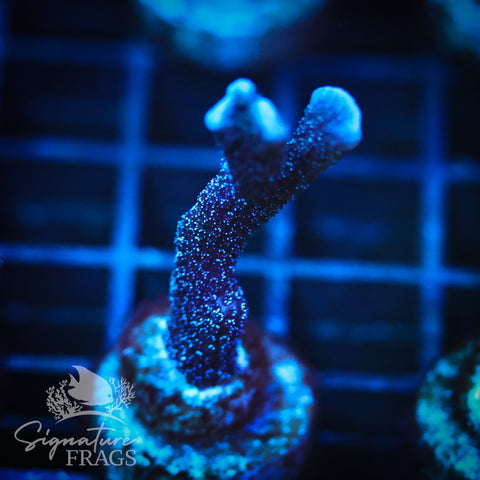 German Blue Polyp Digi