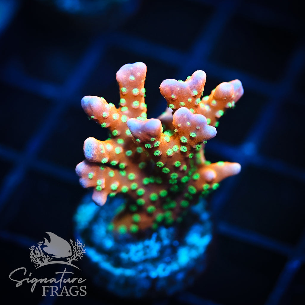 Tropicana Anacropora