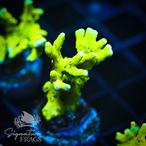 Bio Goblin Anacropora