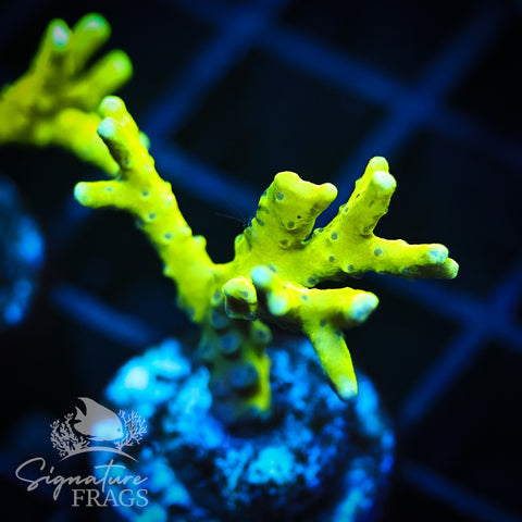 Bio Goblin Anacropora