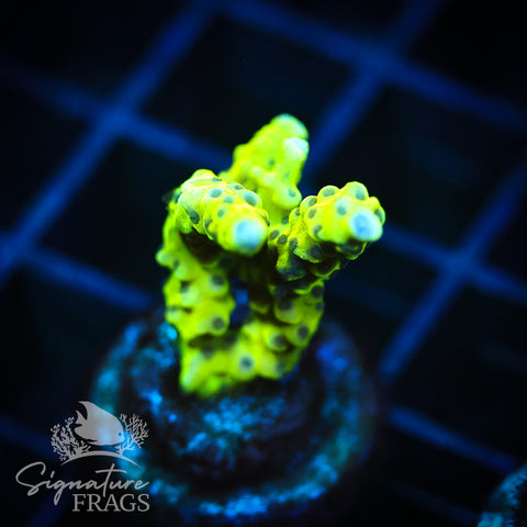 Bio Goblin Anacropora