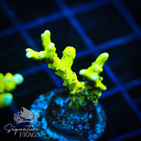 Bio Goblin Anacropora