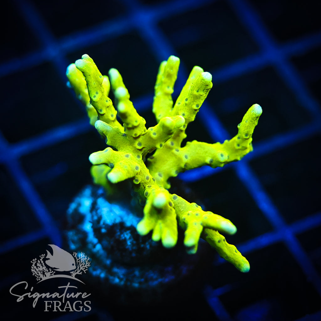 Bio Goblin Anacropora