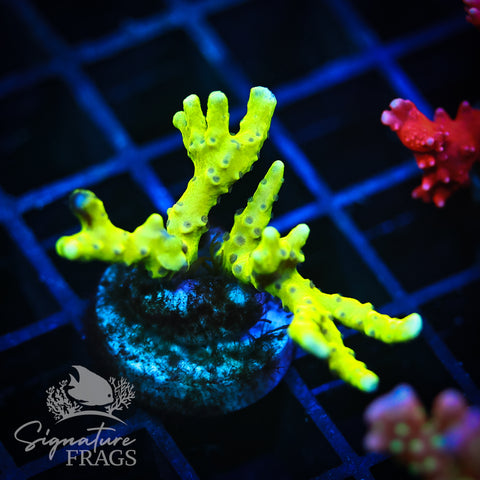 Bio Goblin Anacropora