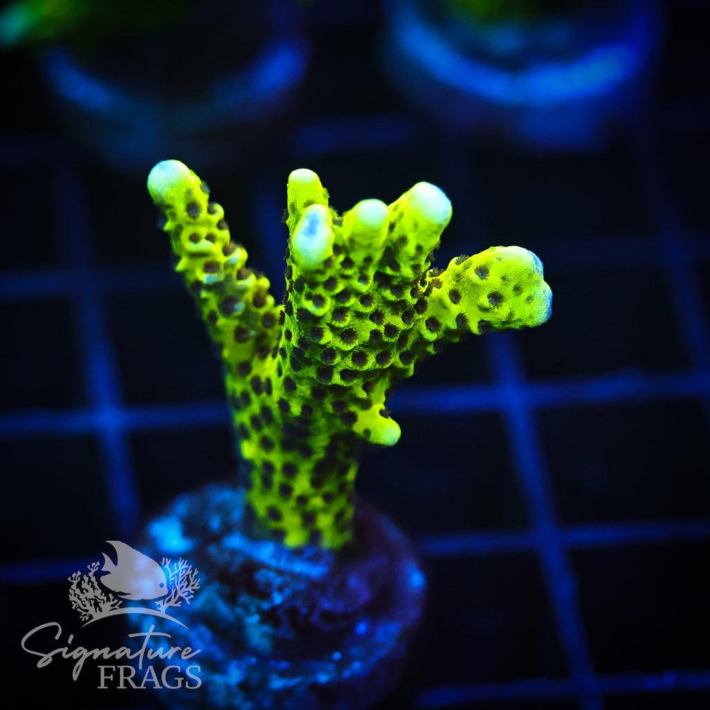 Slimeball Anacropora